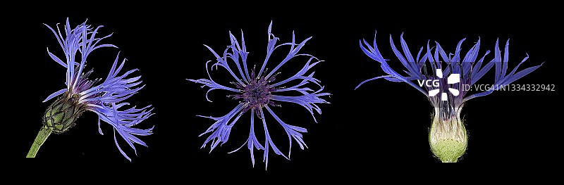 德国的多年生矢车菊图片素材