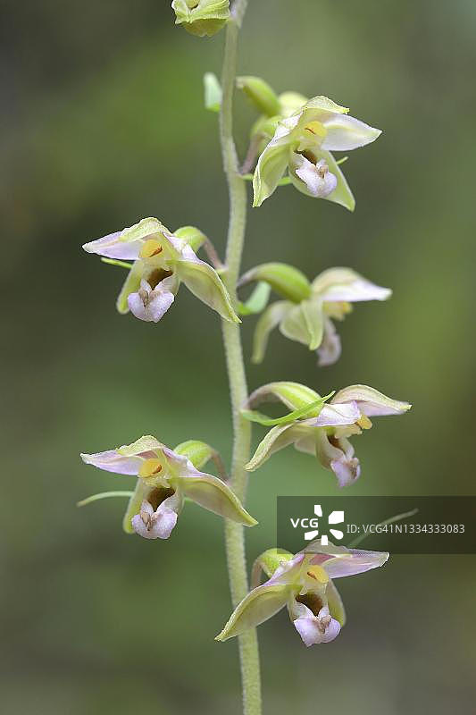 德国北莱茵-威斯特法伦锡格兰的宽叶沼泽兰花朵图片素材