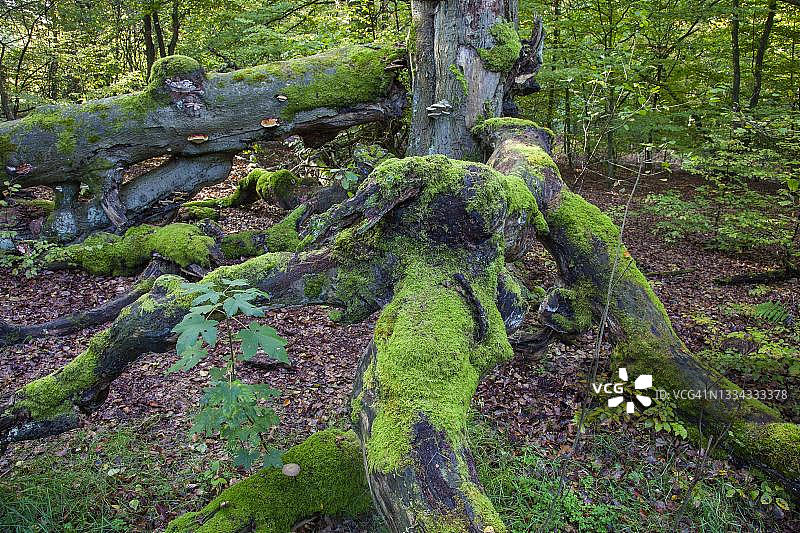 德国北黑森州萨巴堡原始森林中的枯萎山毛榉树图片素材