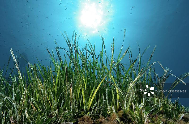 海王星草(大洋 Posidonia)，地中海，意大利托斯卡纳图片素材