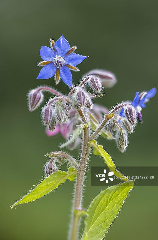 琉璃苣花，德国图片素材