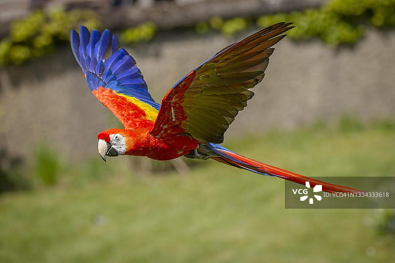 被圈养的猩红金刚鹦鹉，德国图片素材