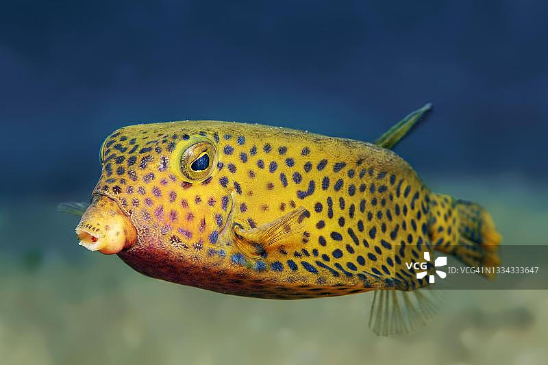 箱鲀，红海，亚喀巴，约旦图片素材