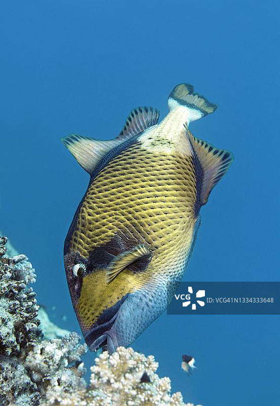 红海中的巨型炮弹鱼图片素材