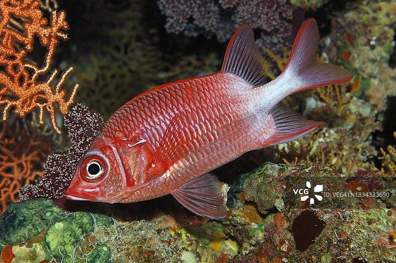 银斑松球鱼图片素材