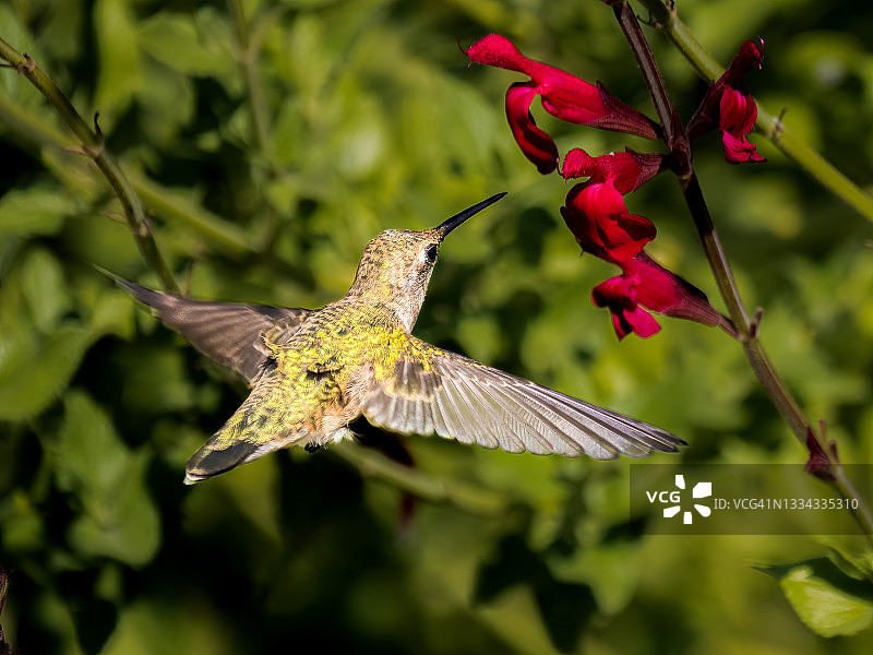 黑颏蜂鸟图片素材