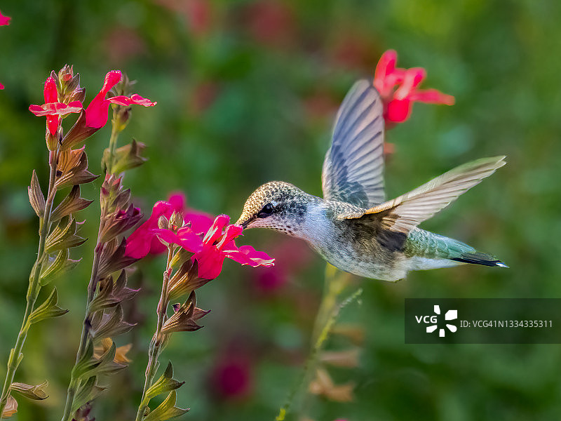 黑颏蜂鸟图片素材