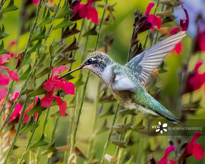 黑颏蜂鸟图片素材