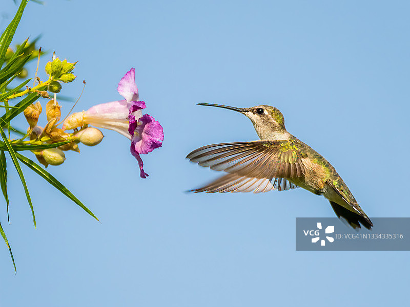 黑颏蜂鸟图片素材