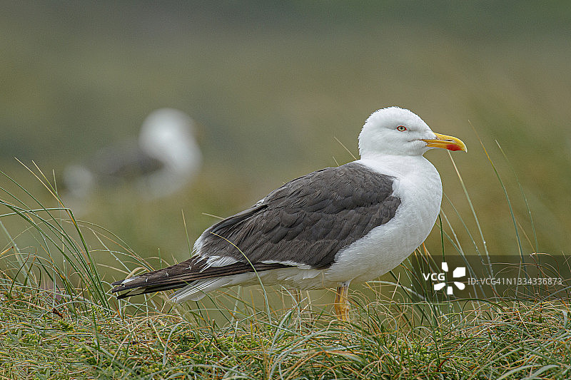 小黑背鸥图片素材