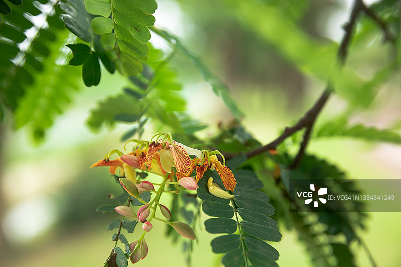 罗望子花图片素材