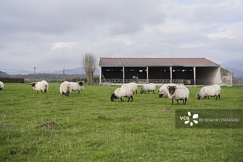 乡村草地上吃草的公羊群图片素材