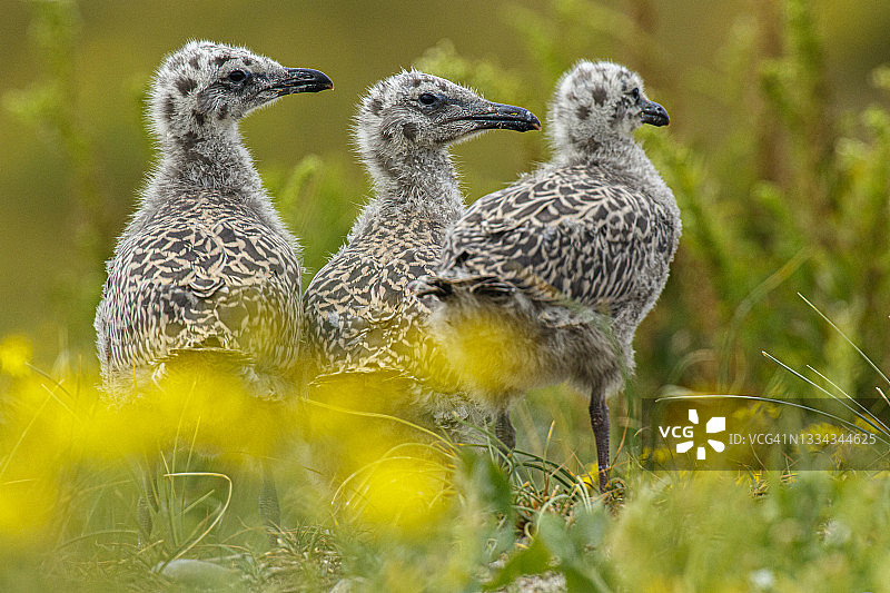 小黑背鸥图片素材