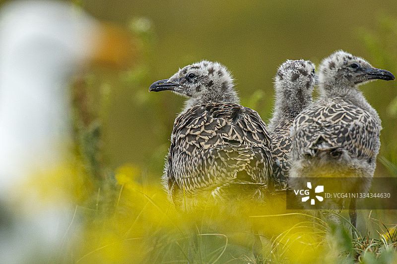 小黑背鸥图片素材