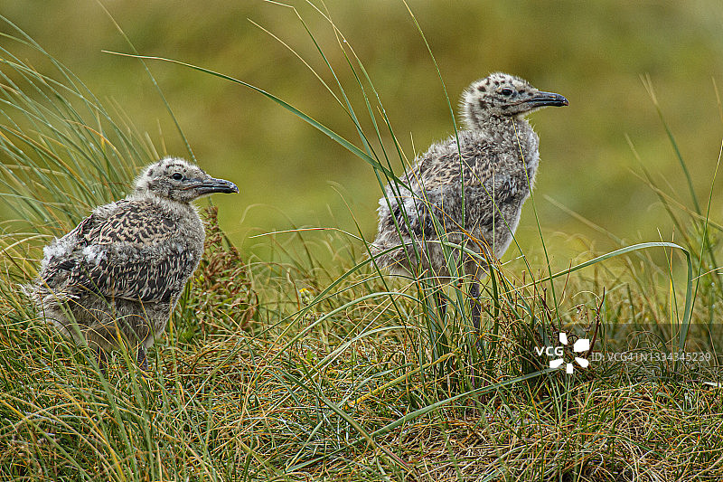 小黑背鸥图片素材