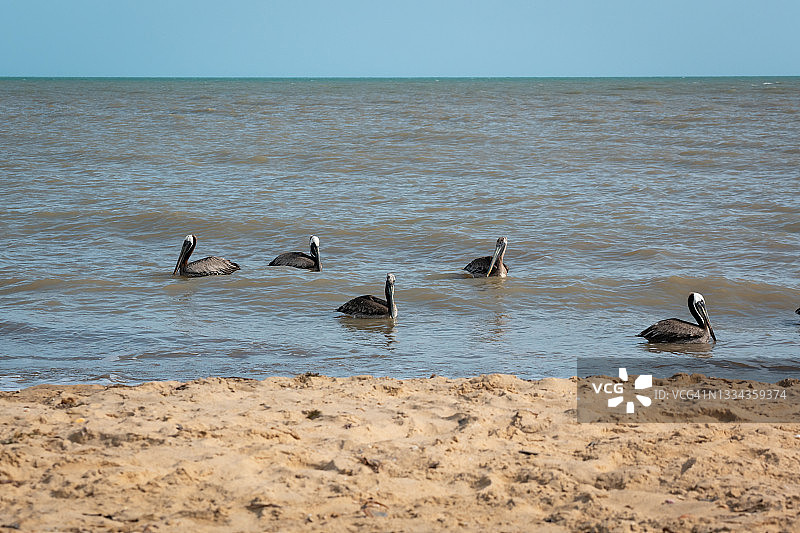 早晨在海边游泳的褐鹈鹕图片素材