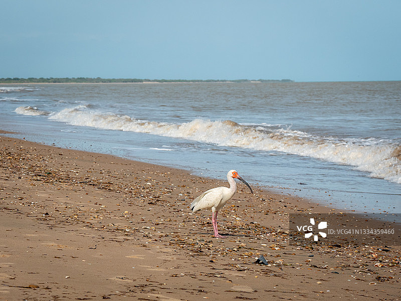在沙滩上行走的白鹮图片素材