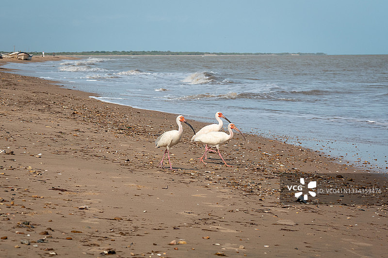 在沙滩上行走的美洲白鹮图片素材