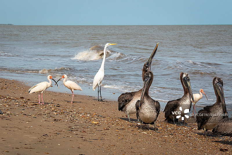 棕色鹈鹕、美洲白鹮和大白鹭在海边行走图片素材