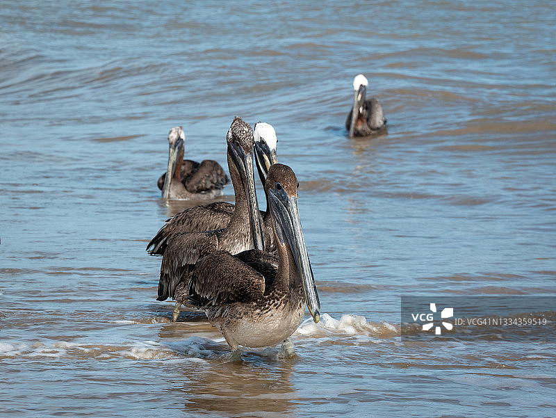 早上在海边行走的棕色鹈鹕图片素材