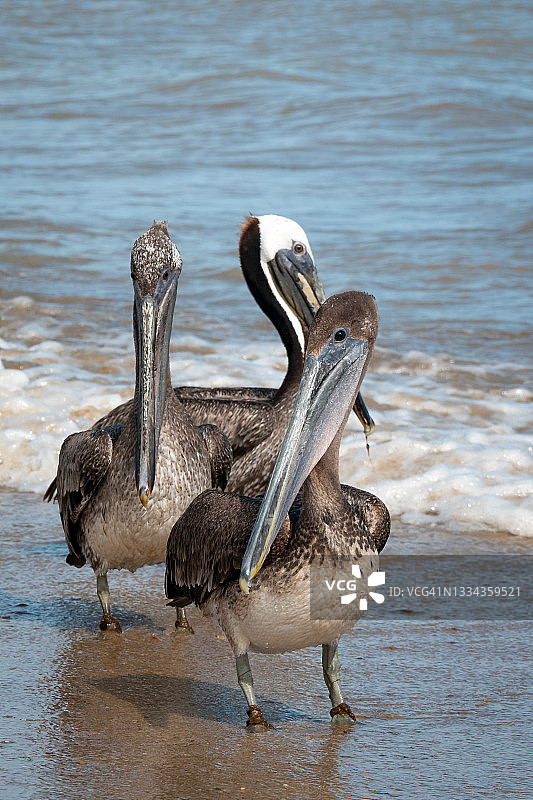 早上在海边行走的棕色鹈鹕图片素材