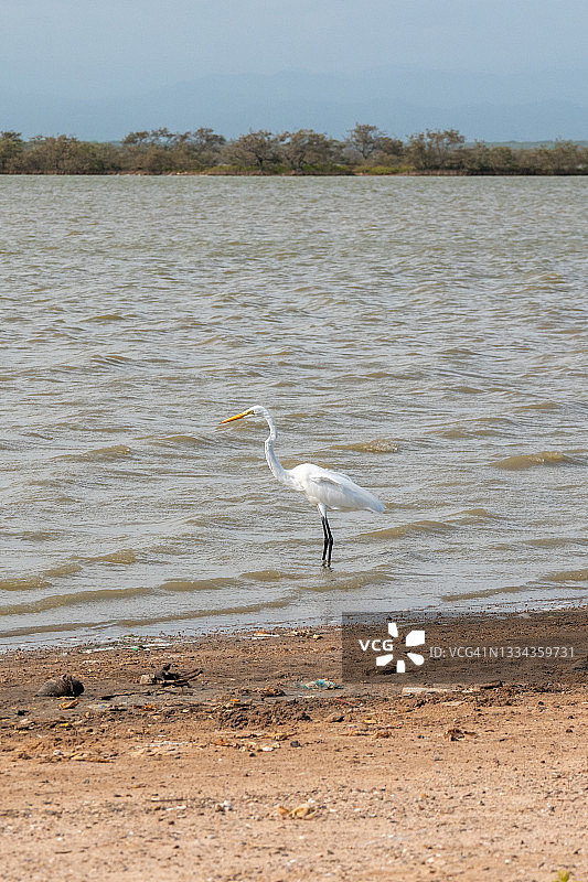 站在海边的大白鹭图片素材