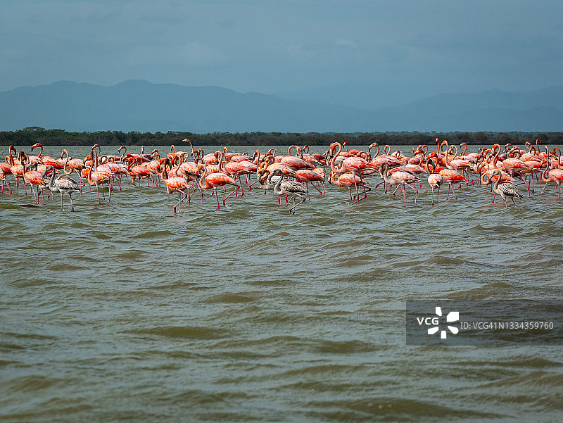 粉红色和灰色火烈鸟走过波光粼粼的湖面图片素材