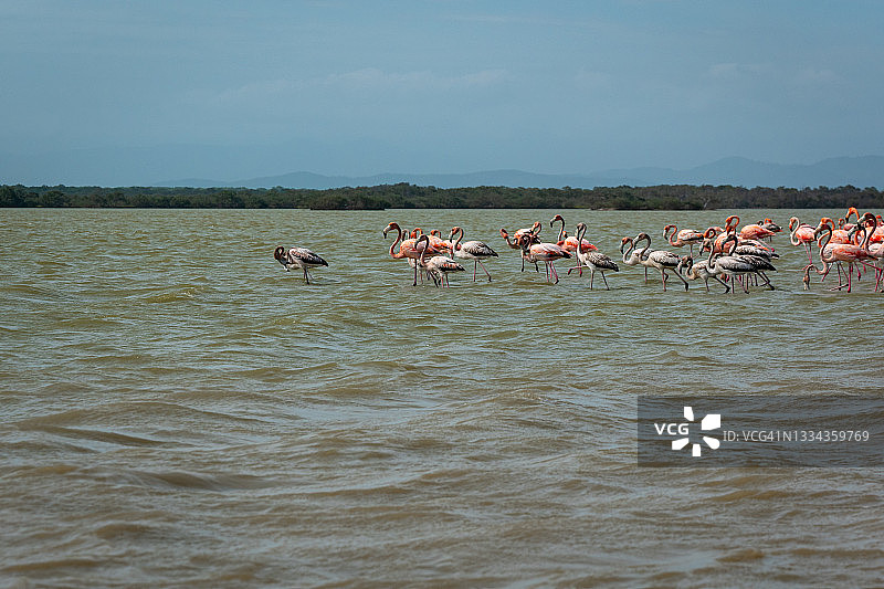 粉红色和灰色火烈鸟走过波光粼粼的湖面图片素材