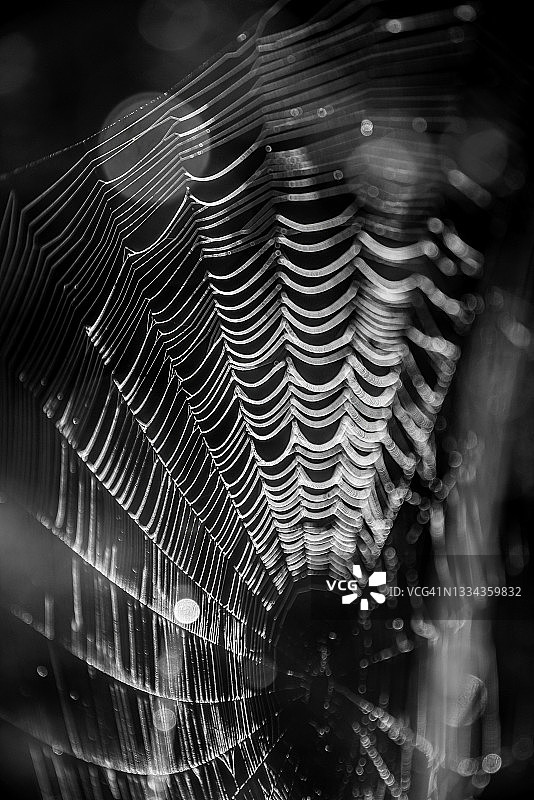 黑白相间的幽灵恐怖蜘蛛网图片素材