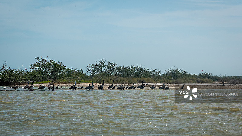 一群棕色鹈鹕带着它们的幼鸟在海水中行走图片素材