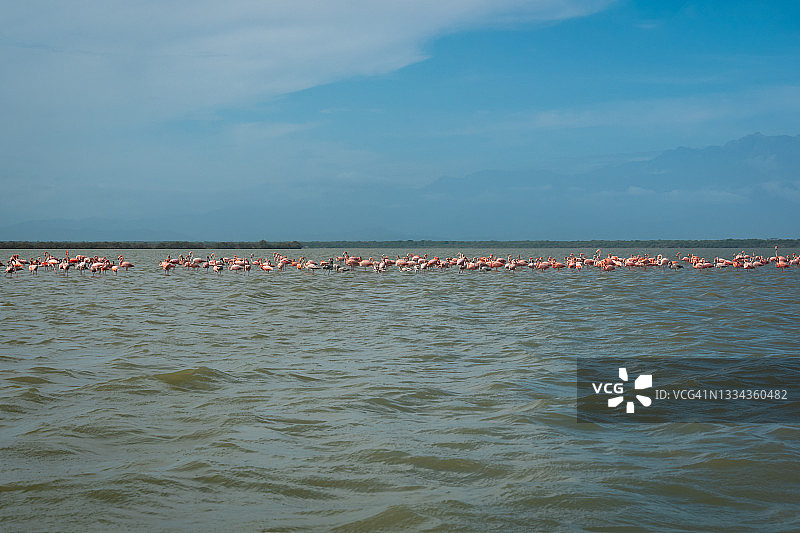 粉红色和灰色火烈鸟走过波光粼粼的湖面图片素材
