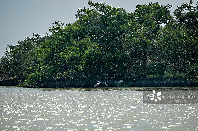 玫瑰琵鹭和白鹭栖息在树荫下图片素材