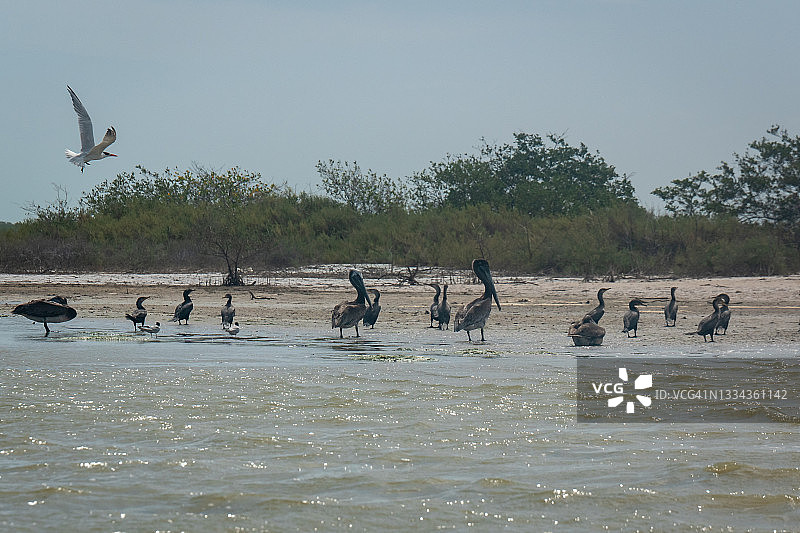 一群棕色鹈鹕带着它们的幼鸟在海水中行走图片素材