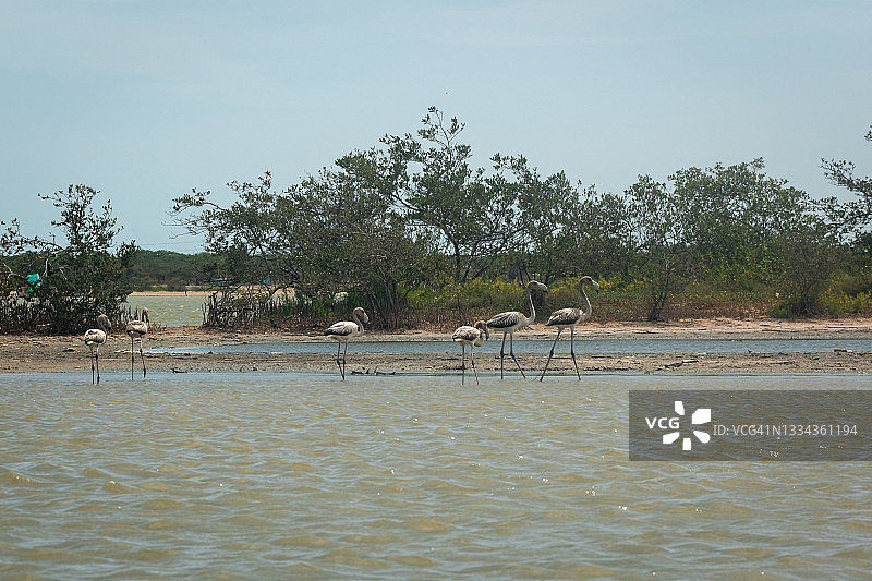 在卡马罗内斯自然保护区行走的灰色火烈鸟图片素材