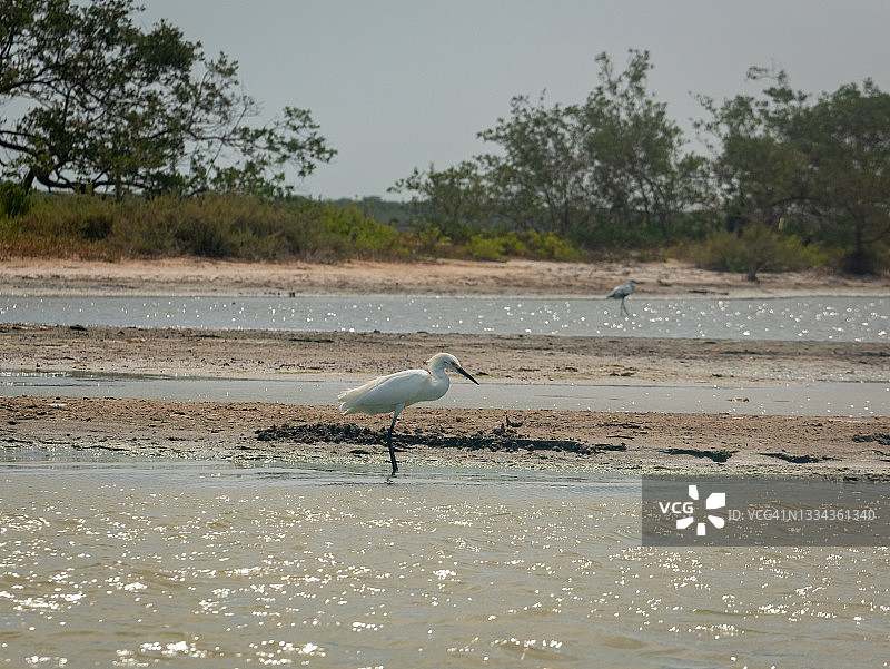 大白鹭在水中行走图片素材
