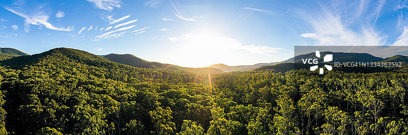 希尔斯维尔桉树景观图片素材