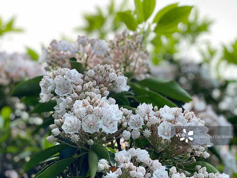盛开的山月桂树丛图片素材