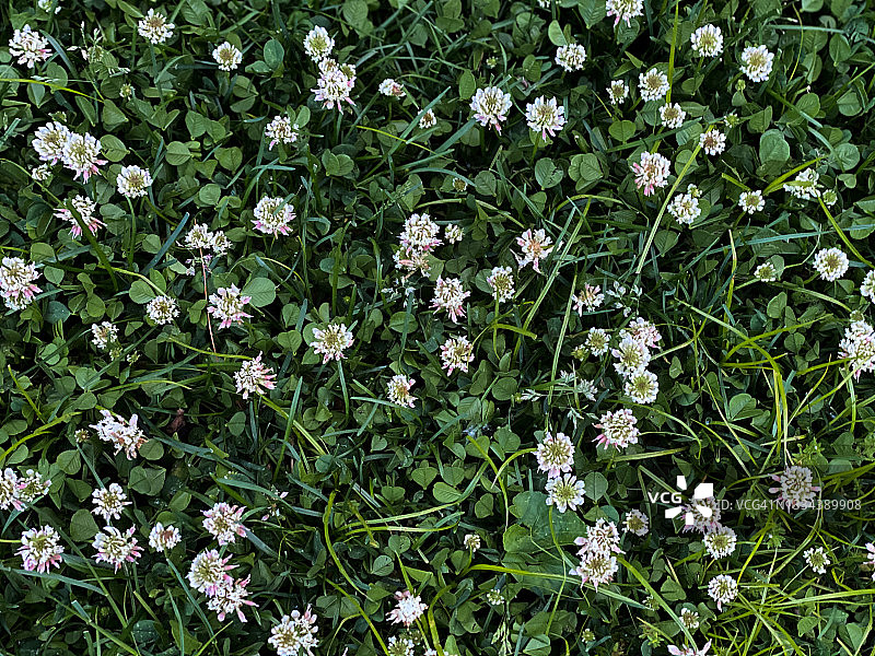 一丛白三叶草野花图片素材