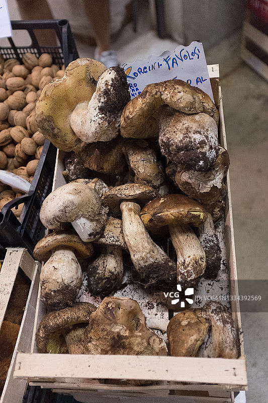 一堆蘑菇图片素材