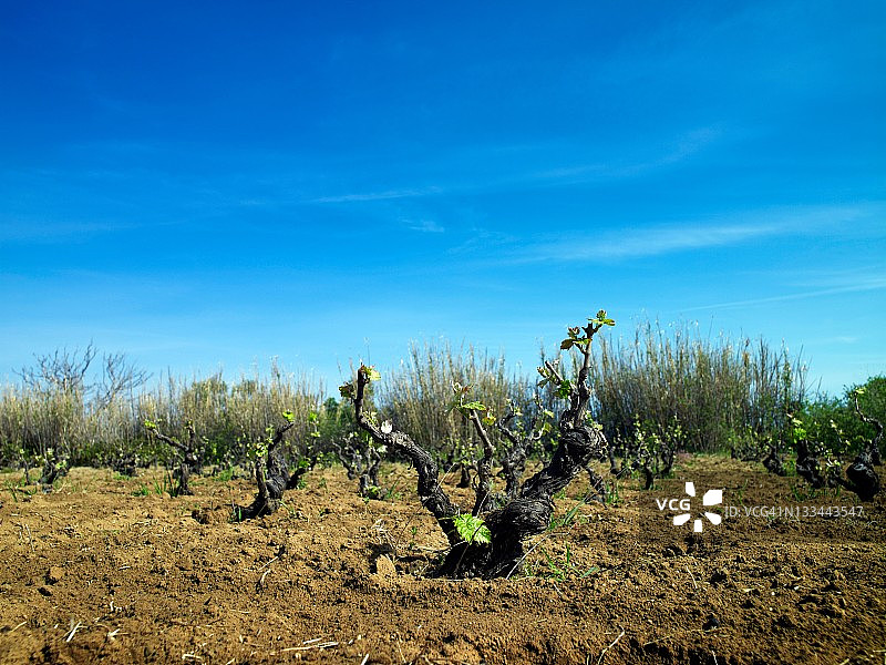 葡萄园图片素材