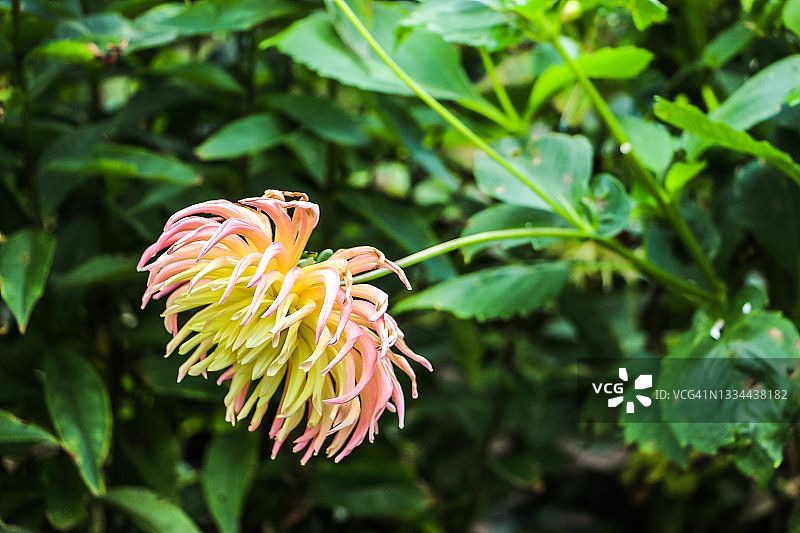 爱尔兰茂密绿色森林中盛开的花朵特写图片素材