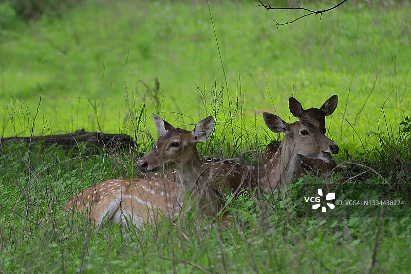 在泰多巴-安达里国家公园看到的梅花鹿/印度图片素材