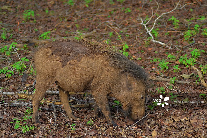 塔多巴·安达里国家公园中的印度野猪图片素材