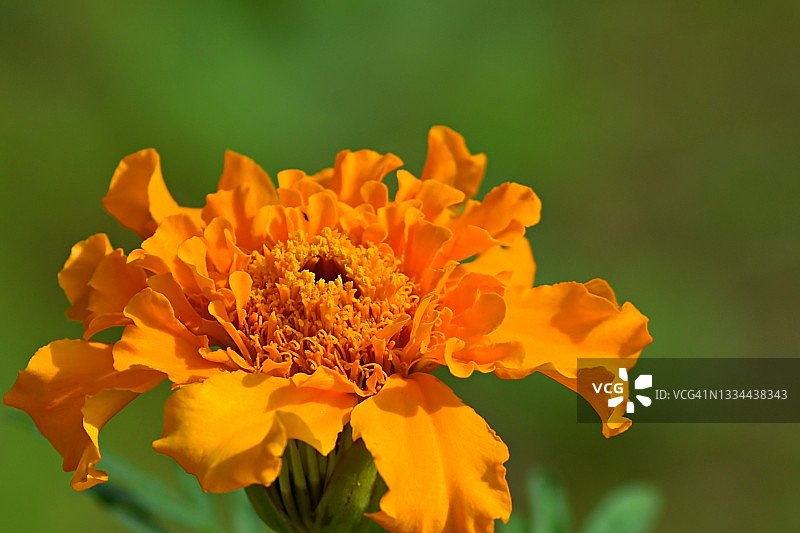 单朵万寿菊花特写图片素材