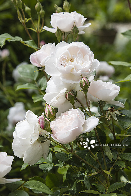 “苔丝狄蒙娜”月季，六月图片素材