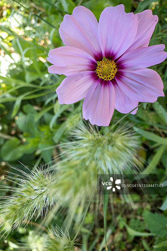 春天紫色花朵的细节图片素材