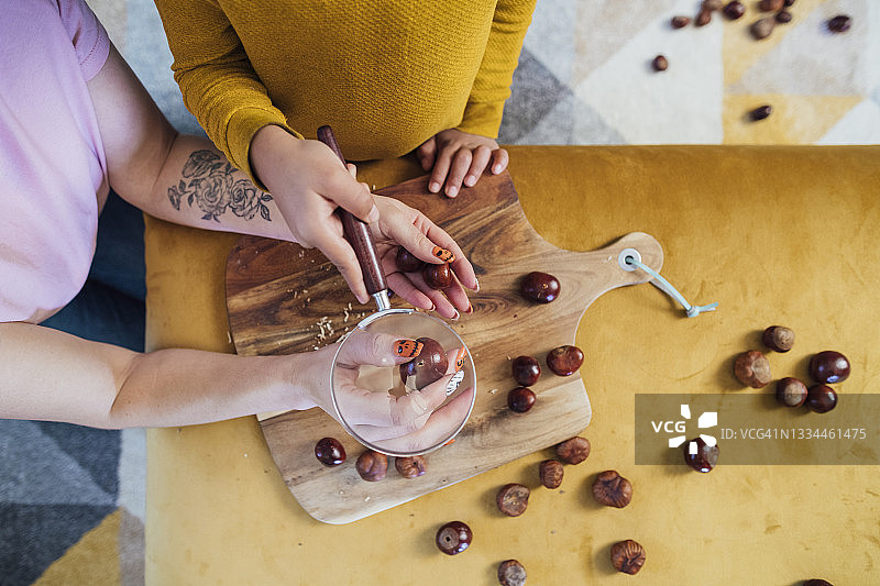 看起来不错的七叶树果实！图片素材