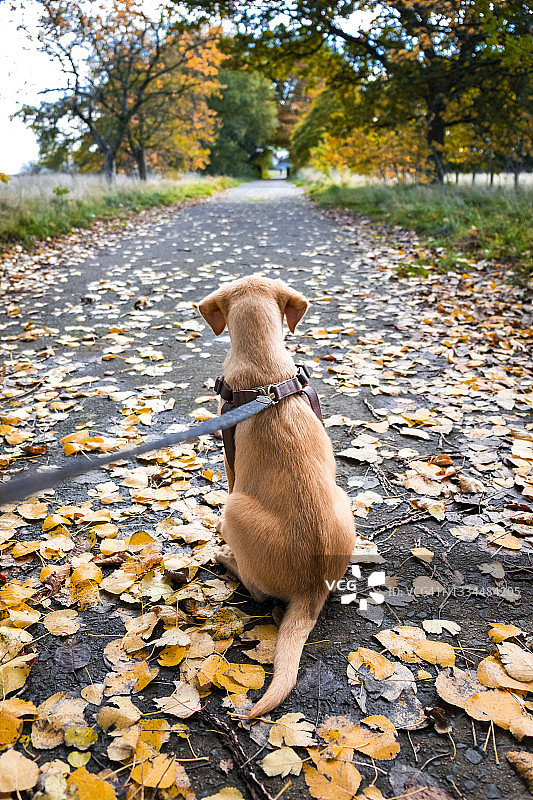 耐心坐着的拉布拉多幼犬图片素材