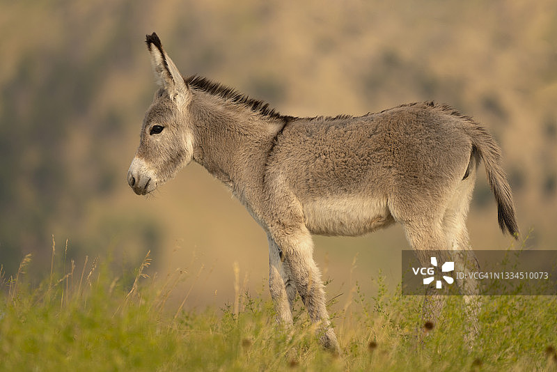 南达科他州卡斯特州立公园图片素材