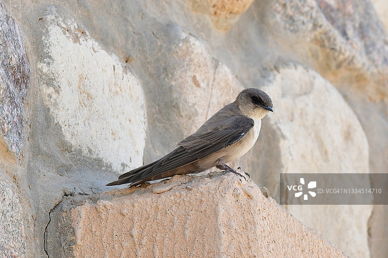 褐岩燕图片素材